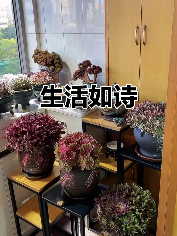 愿生活如诗,心境宁静,内外皆美