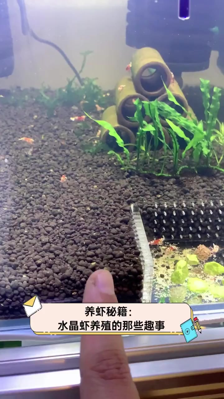 养虾秘籍:水晶虾养殖的那些趣事