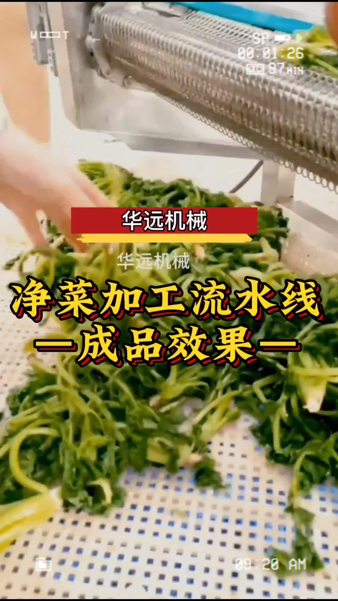 欢迎重庆客户来我厂参观考察净菜加工设备 蔬菜清洗机流水线设备 净菜加工设备 果蔬清洗加工设