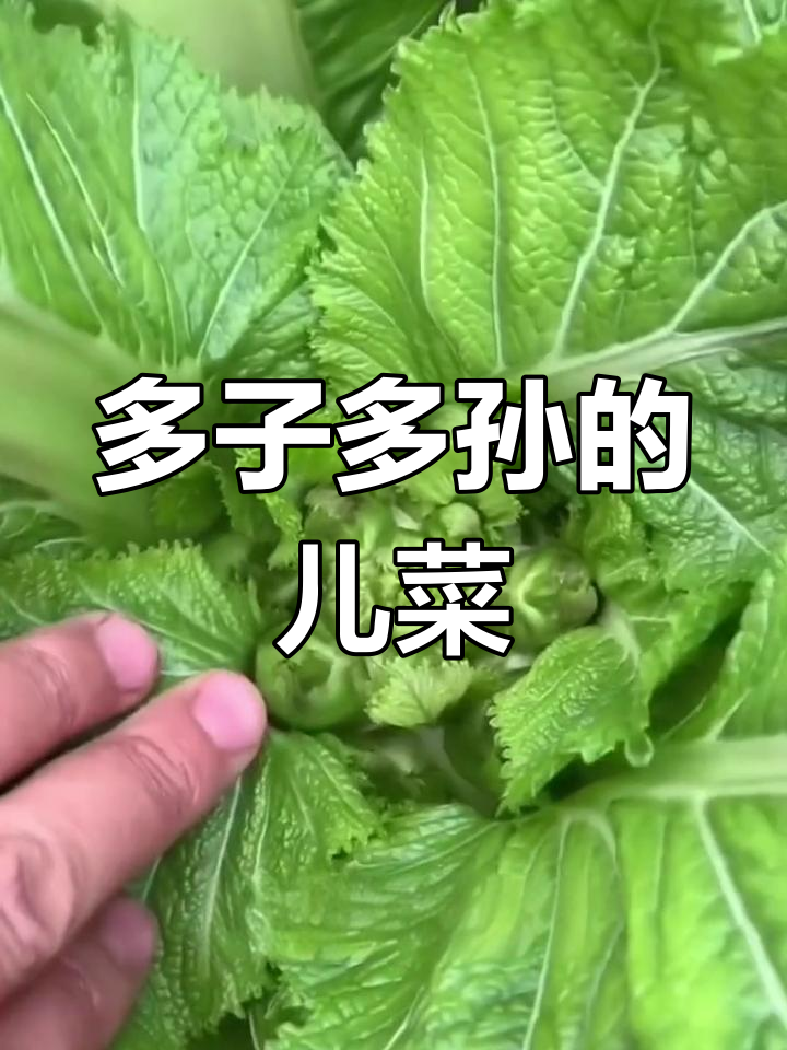 儿菜种植全攻略,南北皆宜