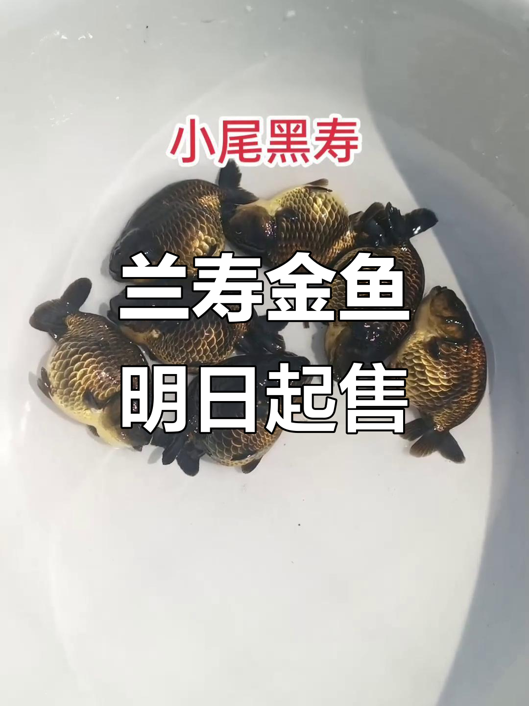 明天开卖!兰寿金鱼现场实拍,全国发货支持