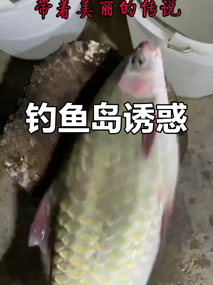 富宁钓鱼岛,青竹鲤与孟加拉鲮鱼等你来钓!