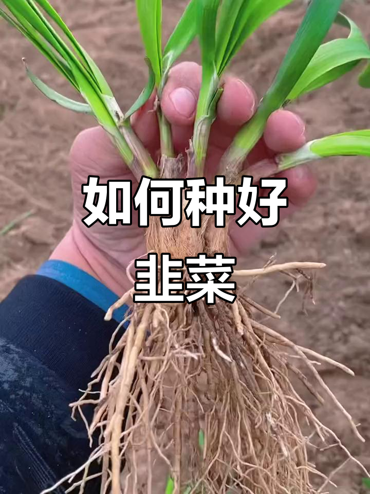 韭菜种植技巧大揭秘,如何让根茎更粗壮