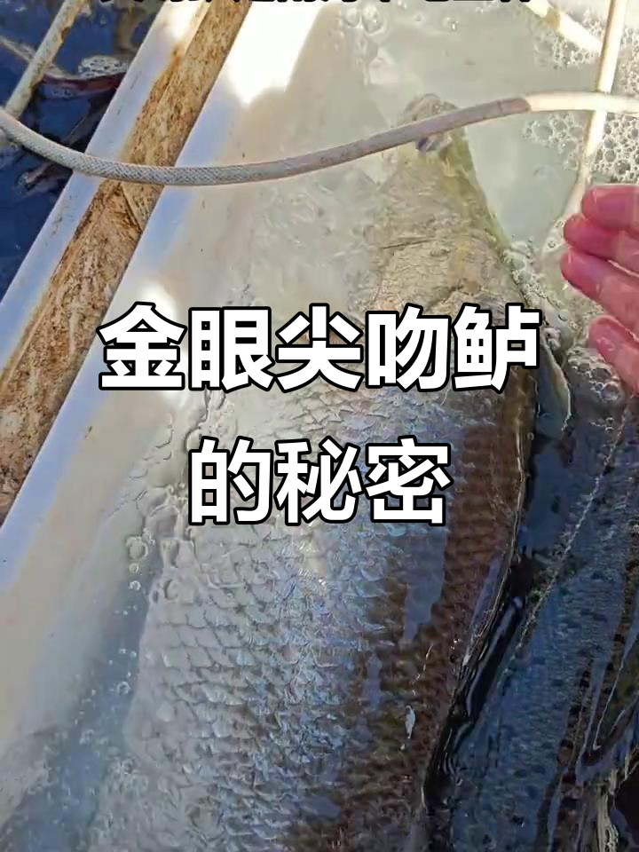 尖吻鲈眼睛金色，养殖与野生差异大