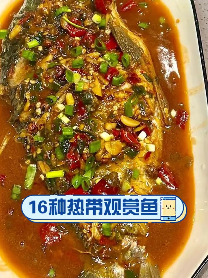 16种热带观赏鱼