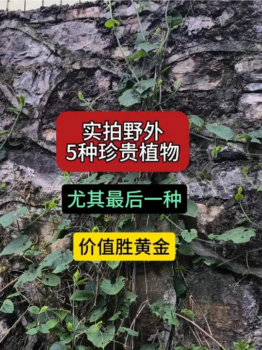 实拍野外5种珍贵植物 中草药 识百草 三农 野生药材 中药材