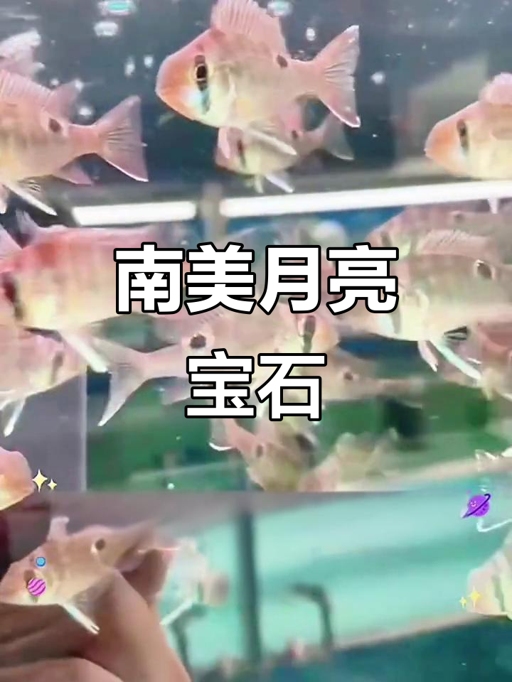 圣塔伦月亮宝石:南美观赏鱼,独特黑斑与背鳍魅力