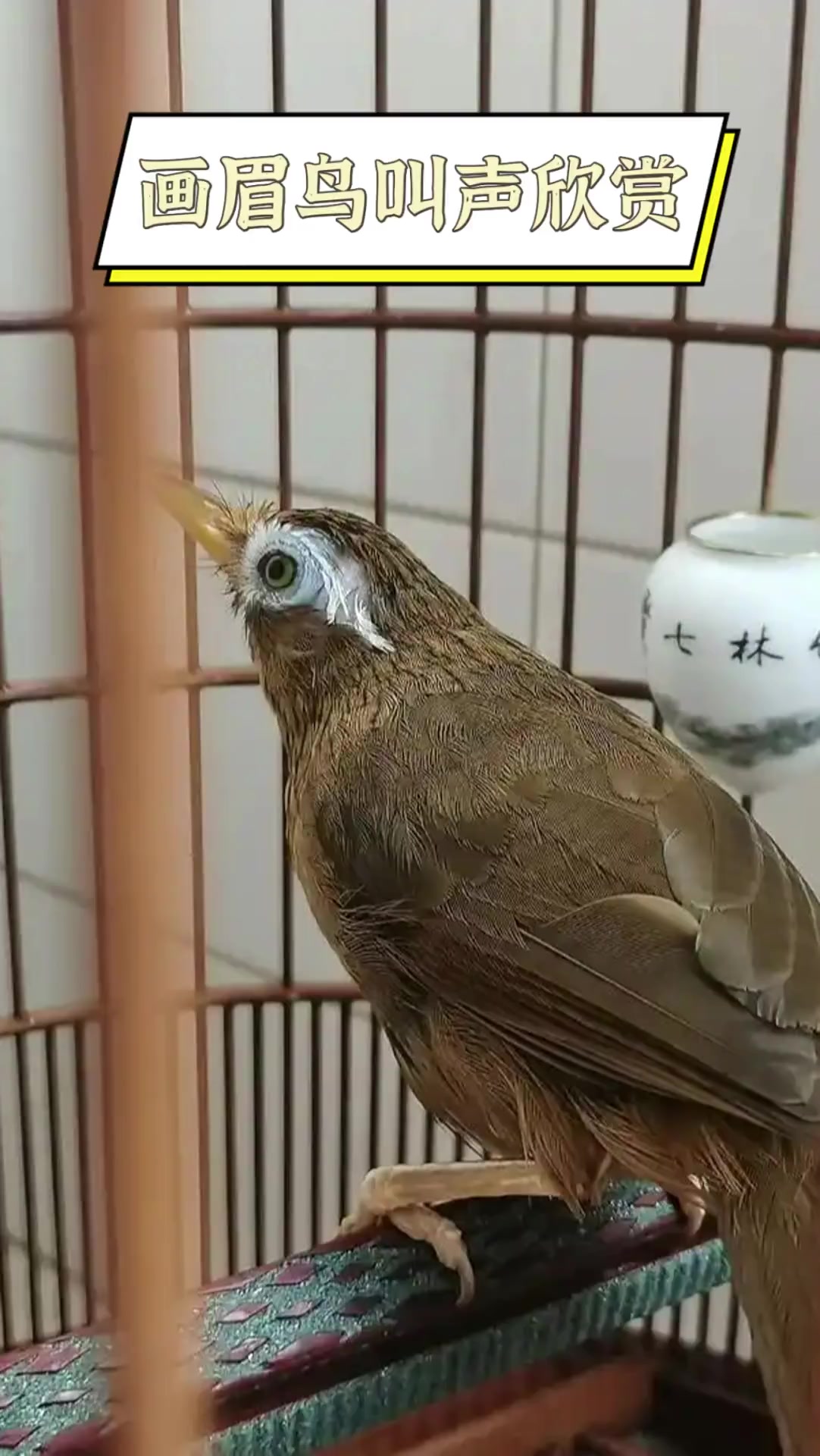 画眉鸟叫声欣赏