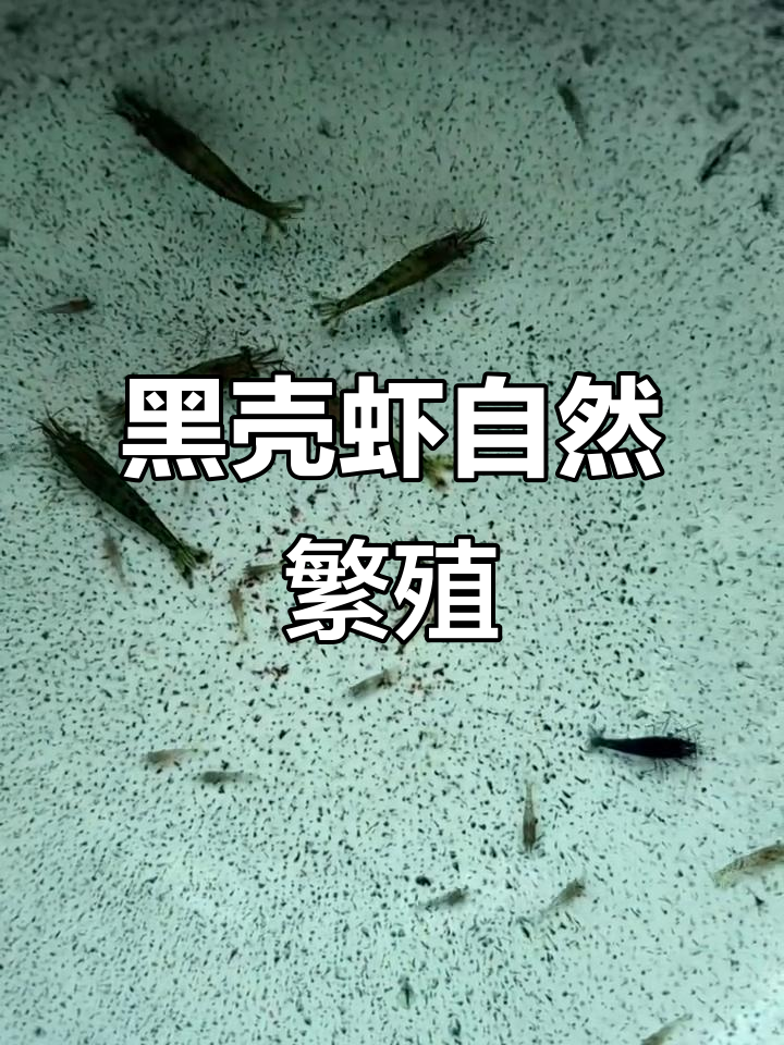 小黑壳虾自然产卵,孵化过程超治愈