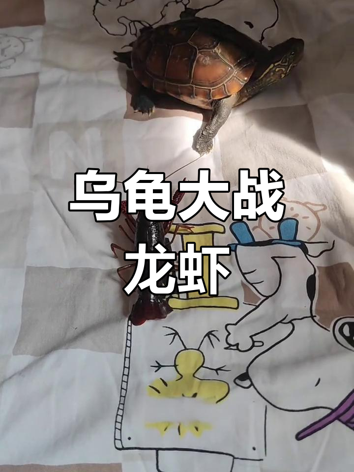 王八与龙虾激烈对决,谁能笑到最后?