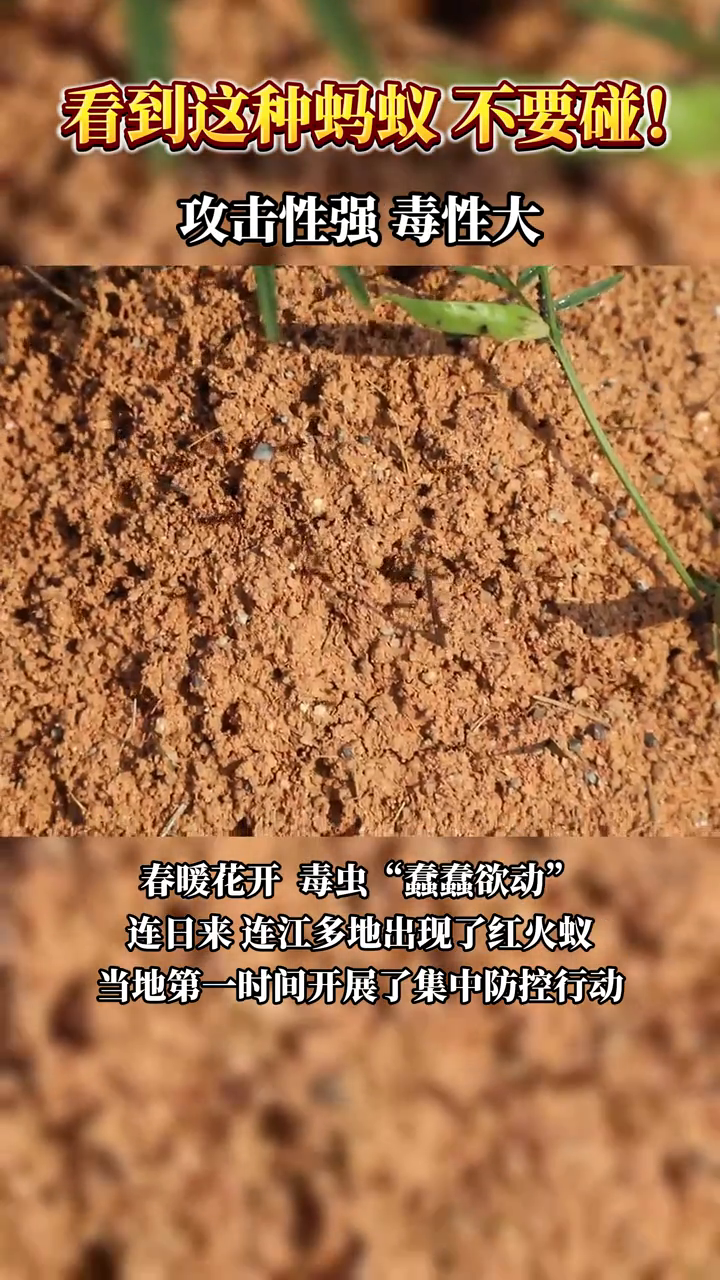 看到这种蚂蚁,不要碰!攻击性强,毒性大!