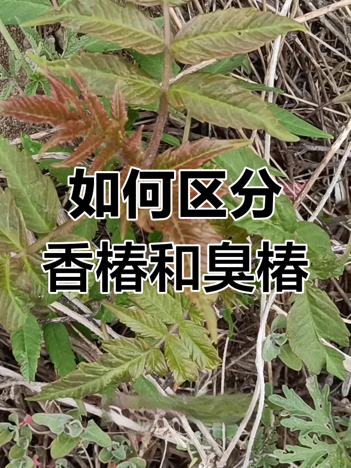 香椿与臭椿的区别及中毒风险