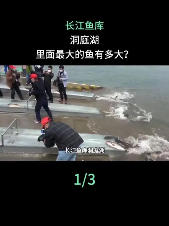 长江鱼库洞庭湖，里面最大的鱼有多大？