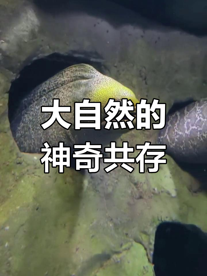 鱼与鱼的共生关系,大自然的奇妙奥秘