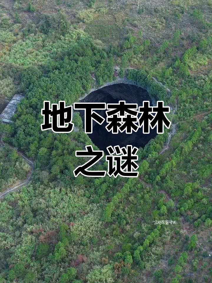 你见过地下森林吗?亿年生物遗迹,堪称自然奇观