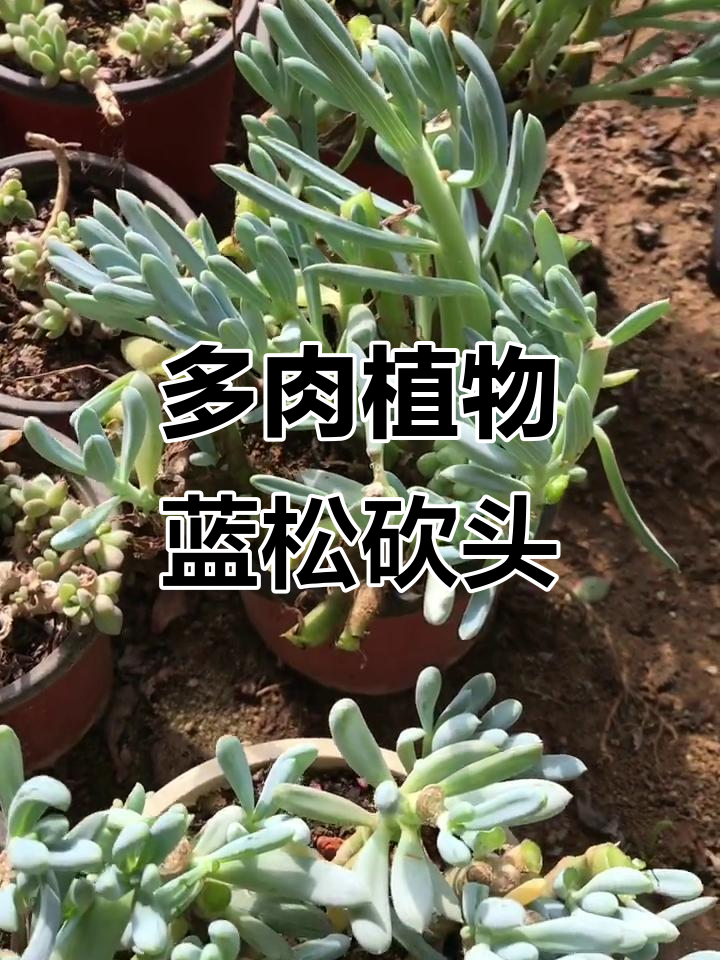 蓝松多肉砍头手术,春季最佳时机进行扦插繁殖