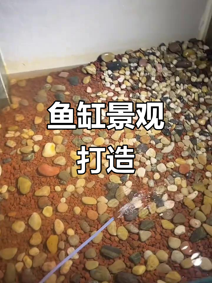 鱼缸造景初具雏形,火山石、鹅卵石搭配沉木与水草