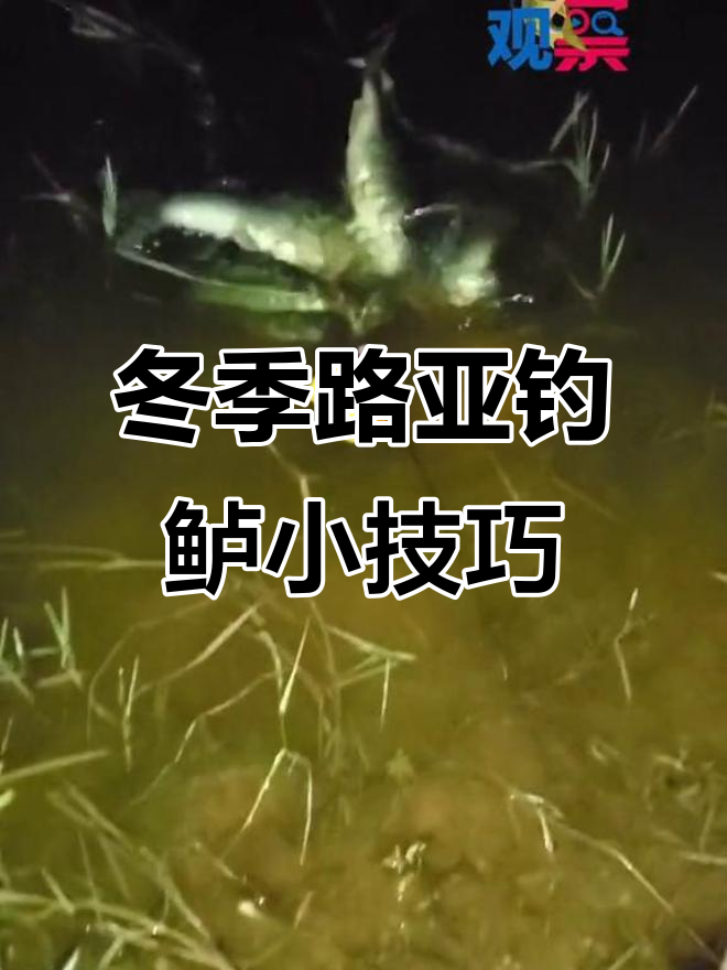 冬季路亚鲈鱼技巧:轻巧钓法轻松连竿