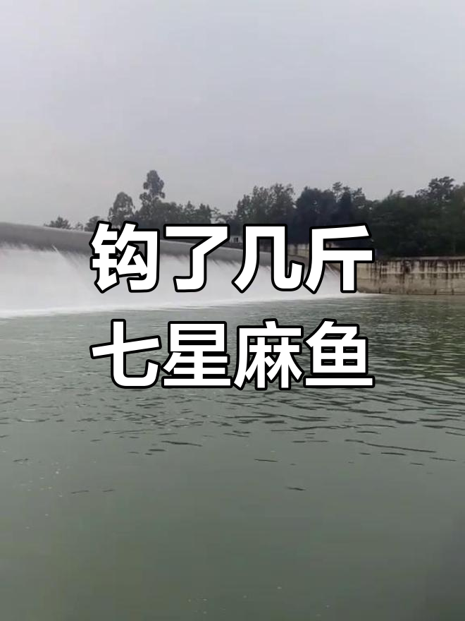 钓到几斤七星麻鱼,口感超棒!