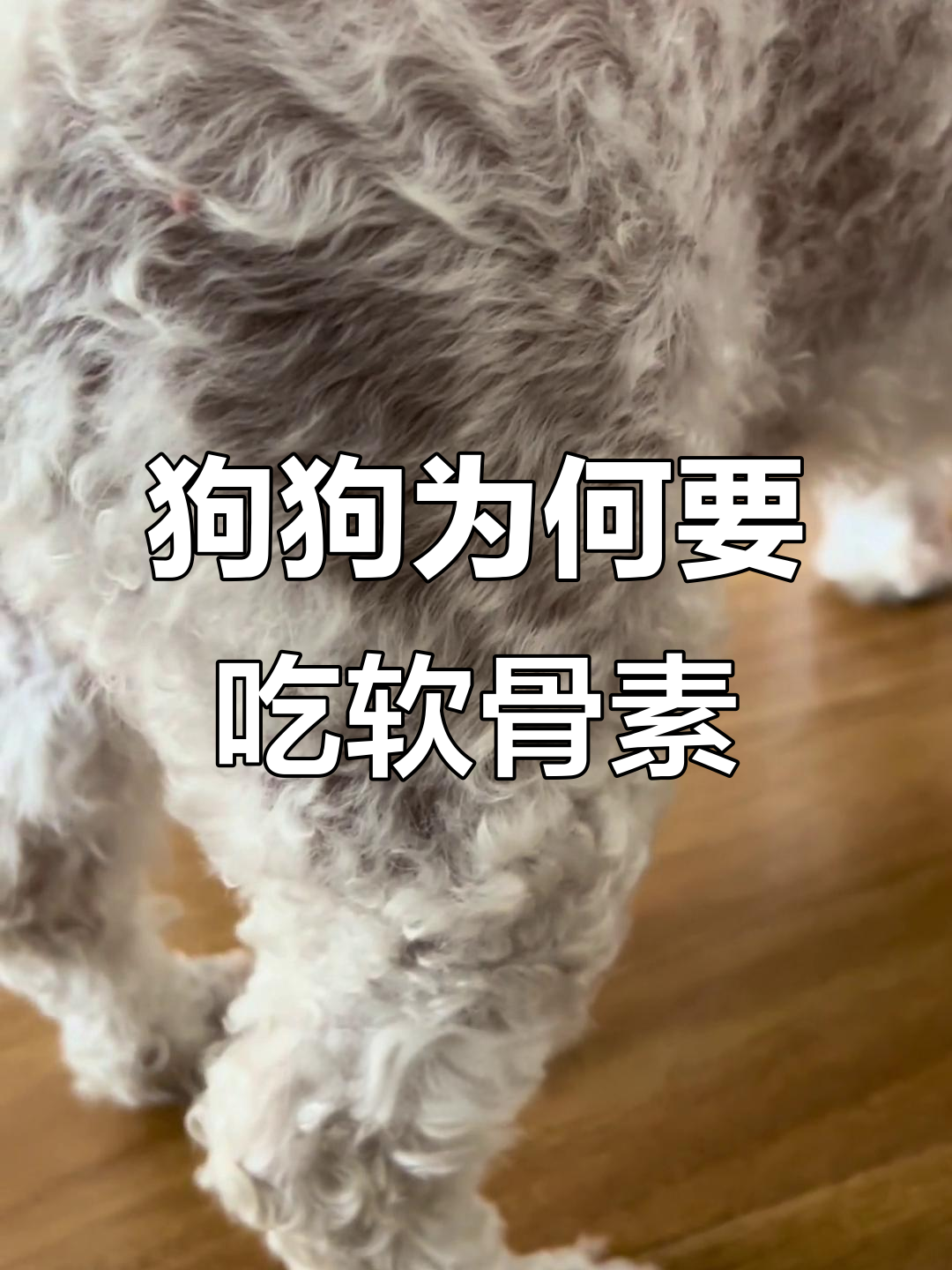 狗狗软骨保护秘籍:吃鲨鱼软骨素,健康又美味