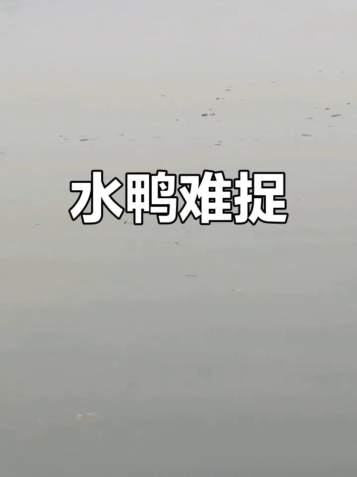 野水鸭警惕性极高,稍有动静便躲入水中