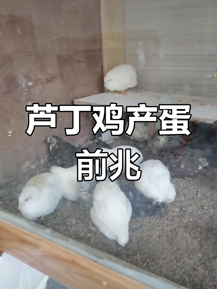 芦丁鸡下蛋前的信号