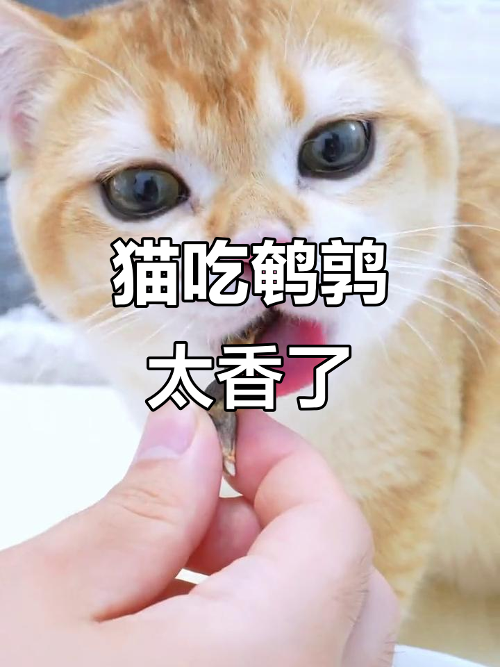 小猫咪夜宵大快朵颐，鹌鹑肉吃得超香！