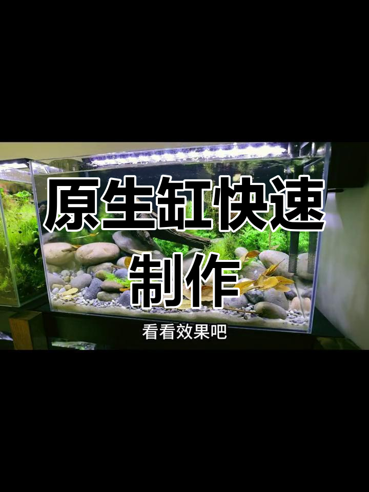 30秒轻松造景,原生缸制作教程,适合初学者!