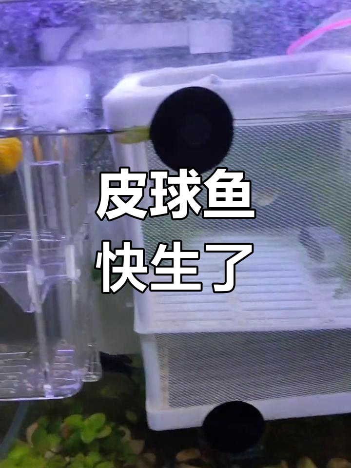 皮球鱼肚子大到快爆,却还不生小鱼