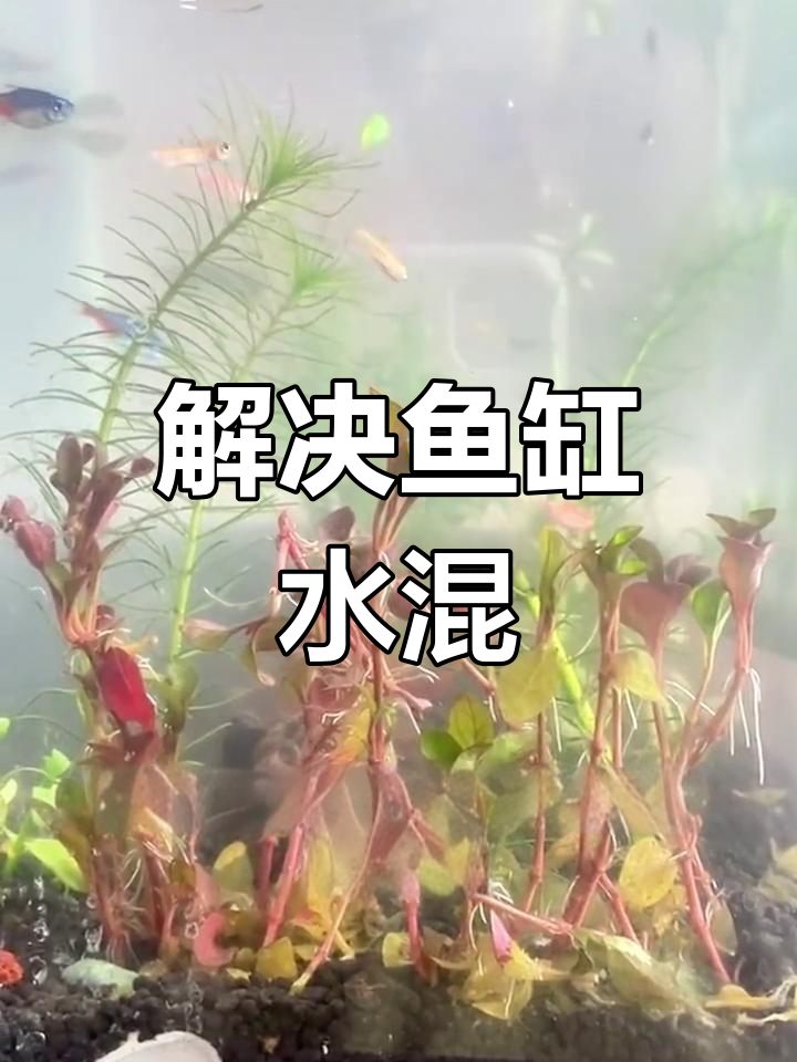 鱼缸水混怎么办?教你快速解决浑浊问题
