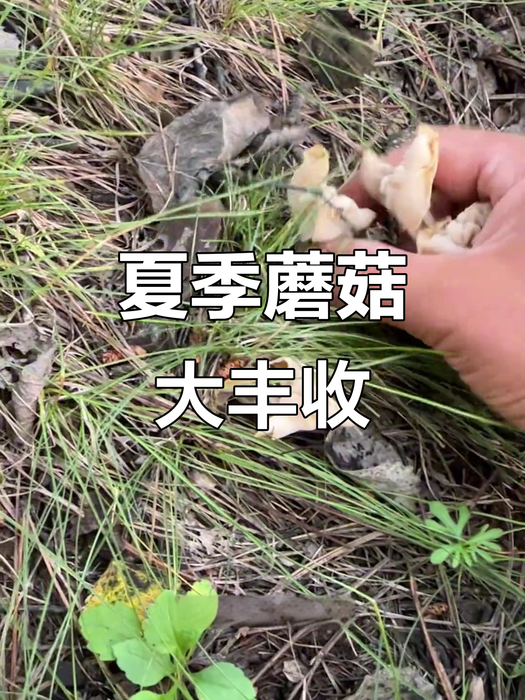 皱柄马鞍菌:美味腐竹蘑,夏日草地寻宝