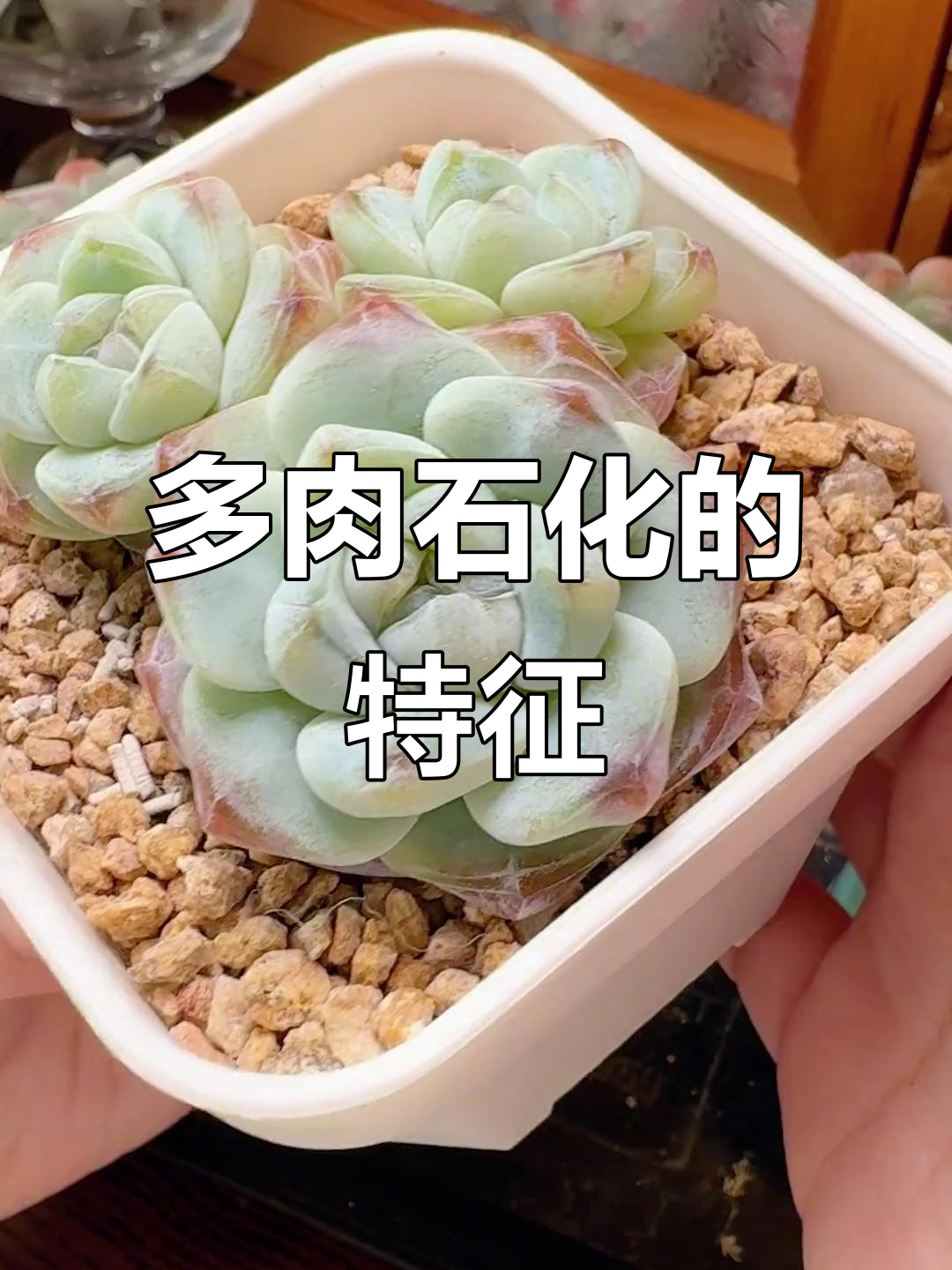 如何判断多肉是否石化?叶片畸形和粉感增厚是关键