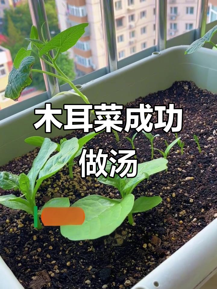 木耳菜终于做上汤,种子不多却意外发芽