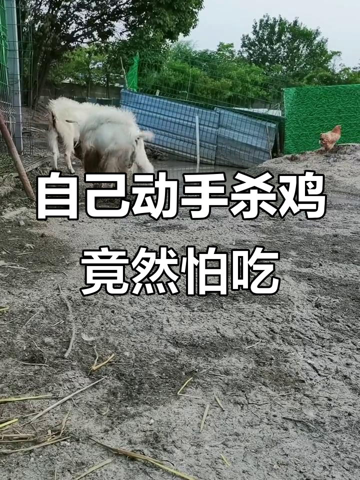 亲手抓鸡杀鸡,最后却不敢下嘴