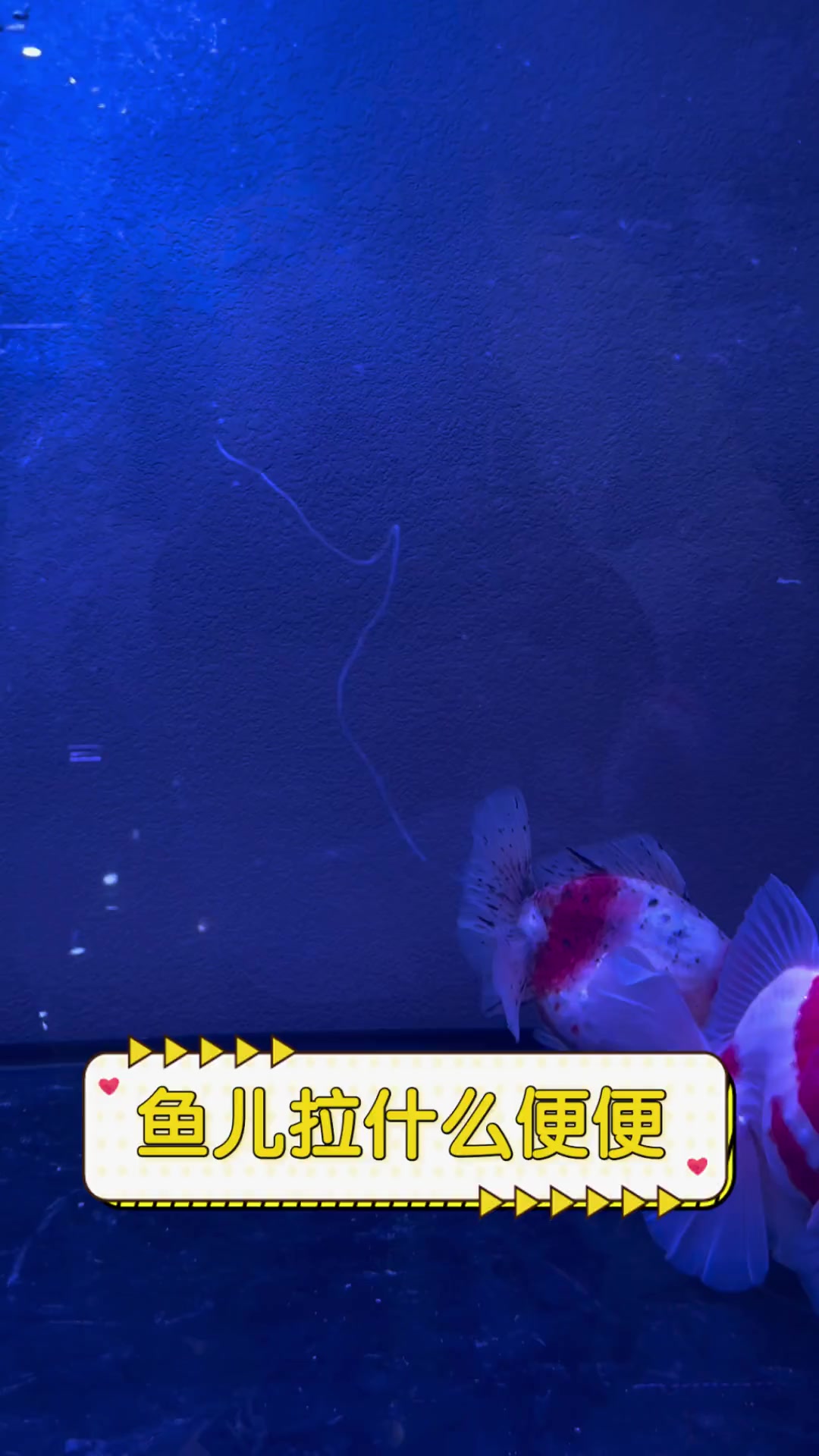 鱼儿拉什么便便