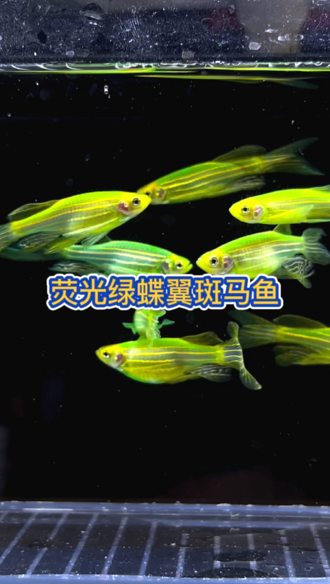 荧光绿蝶翼斑马鱼