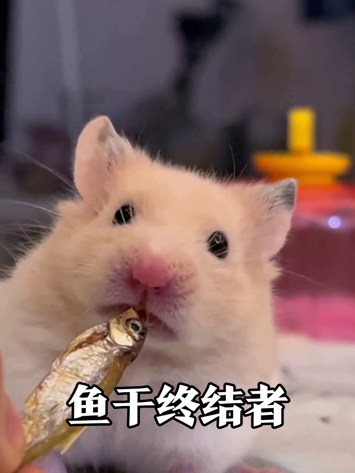 仓鼠吃小鱼干吃到上头，小表情萌化了！