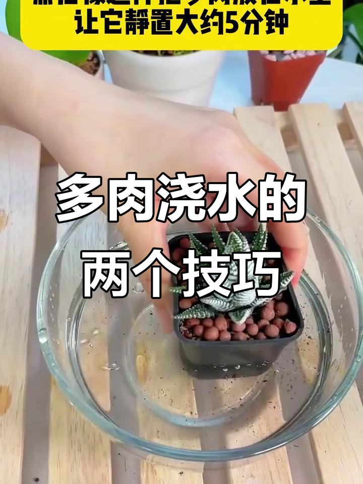 如何正确给多肉植物浇水?两种方法教你轻松搞定