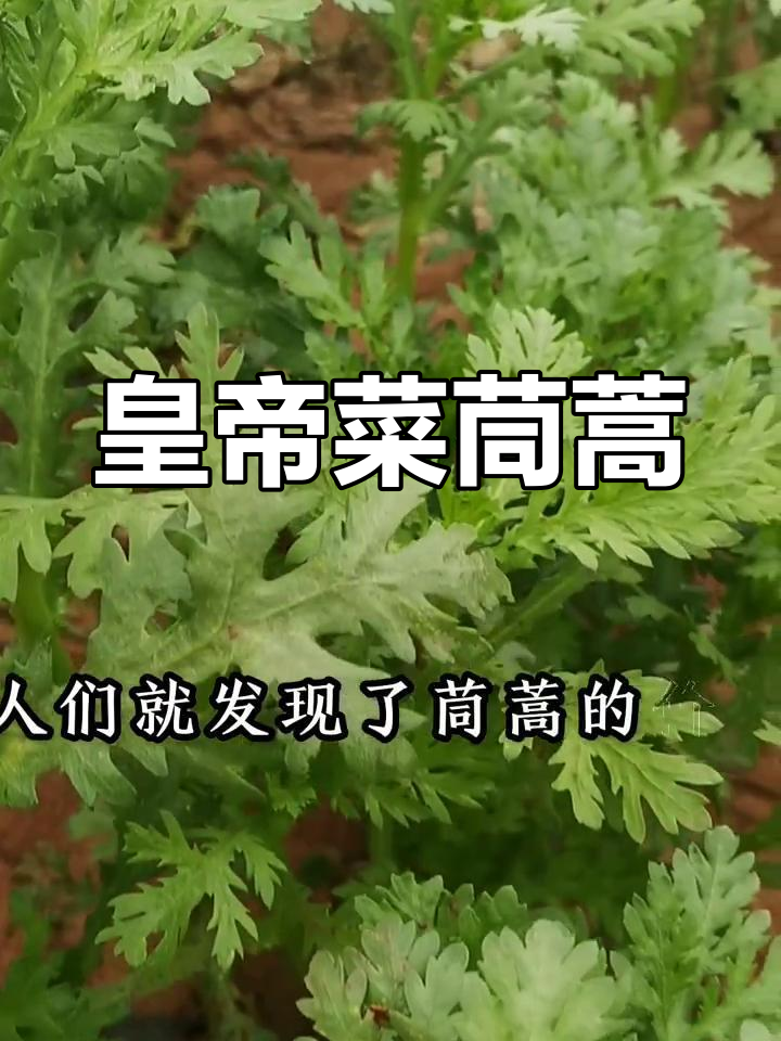 茼蒿:古代皇帝的美味,现代营养与药用的完美结合