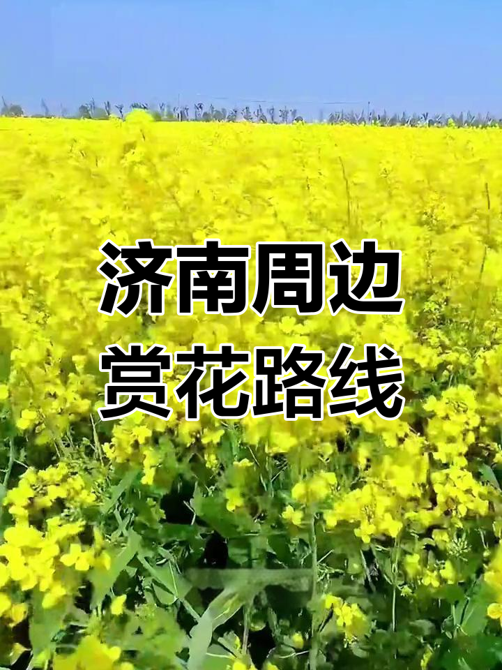 济南周边赏花自驾游,桃花油菜花与古寺之旅