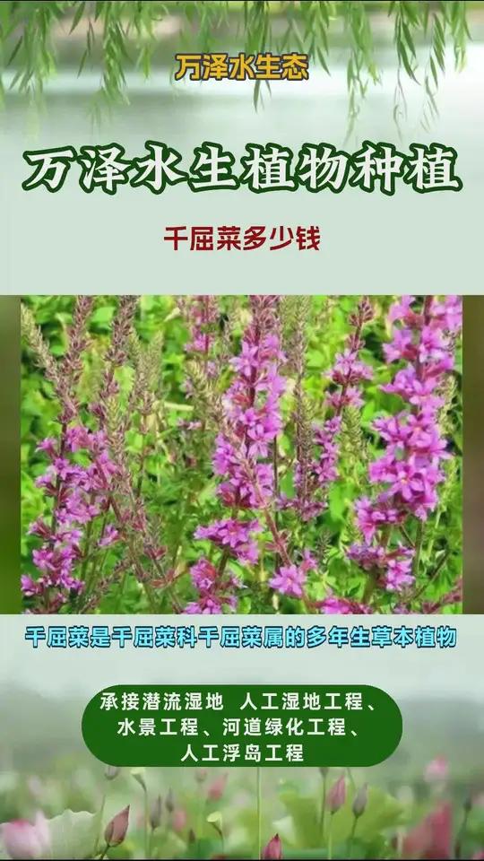 千屈菜多少钱