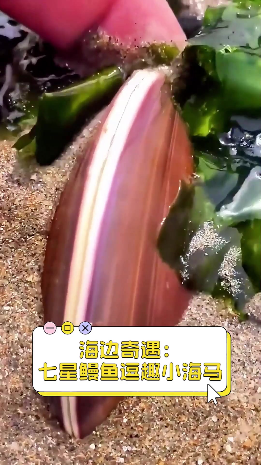 海边奇遇:七星鳗鱼逗趣小海马