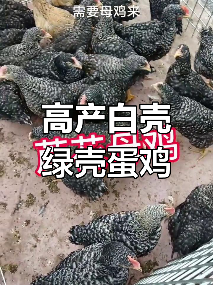 各种蛋鸡品种介绍,提供养殖技术