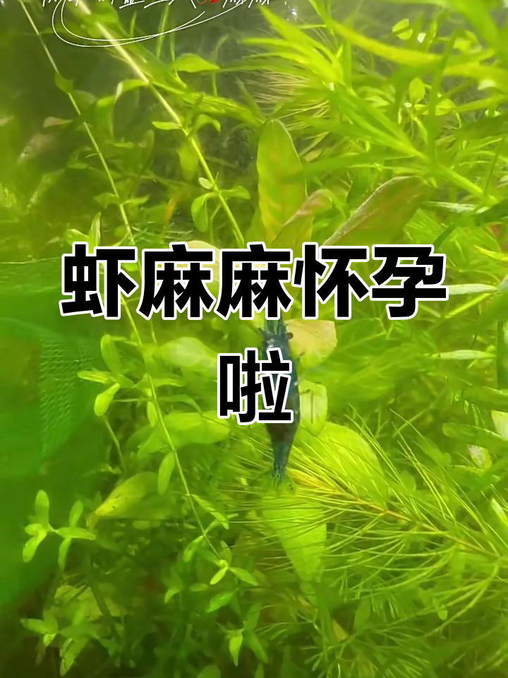 生态缸里的虾妈妈怀孕了,宝宝们快出生了!