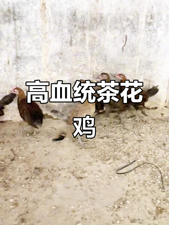茶花鸡苗健康活泼,高血统公母分明