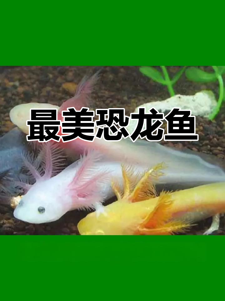 虎纹恐龙鱼:水族中的活化石