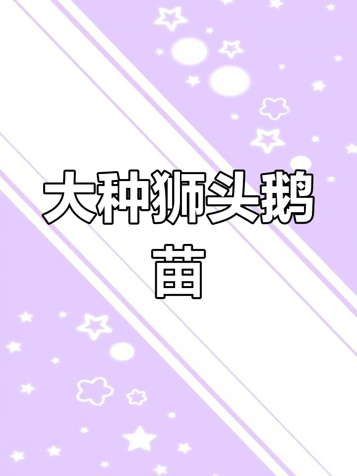 纯种狮头鹅苗,体型大易饲养