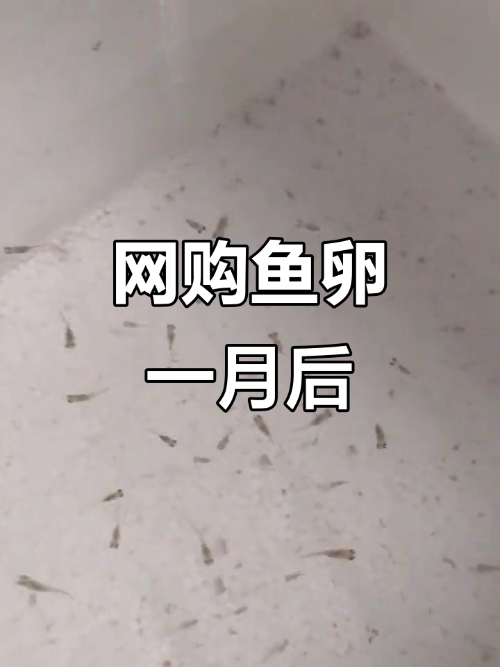 网购鱼卵孵化一个月,青鳉宝宝成长记