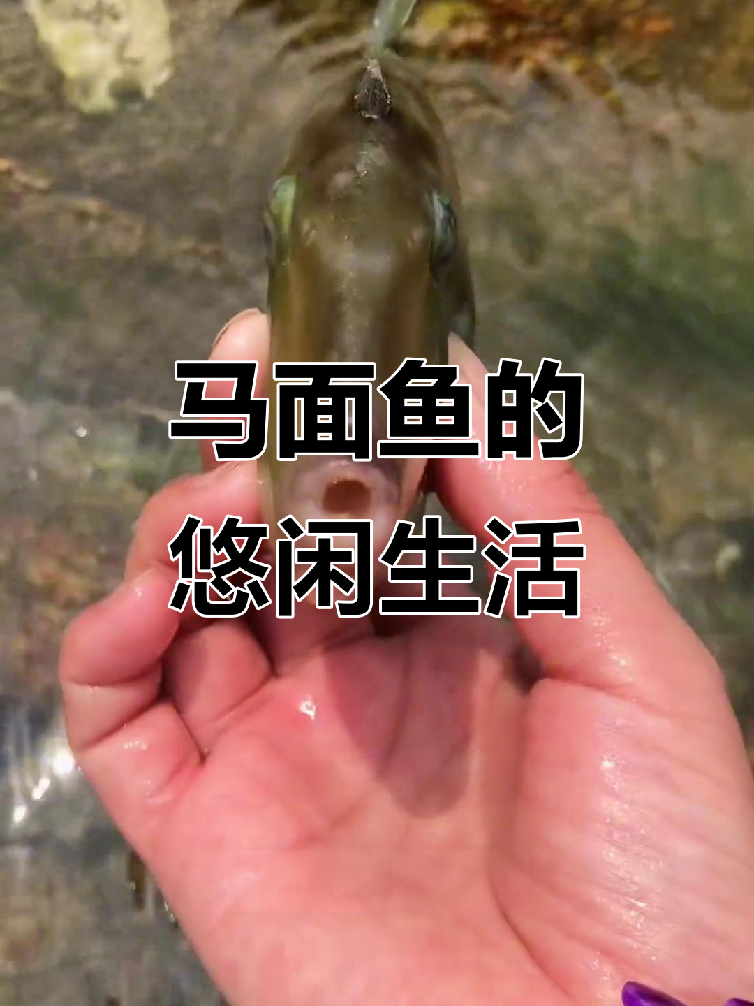 海滩偶遇马面鱼,叫声萌态十足,网友:真是悠闲自在!