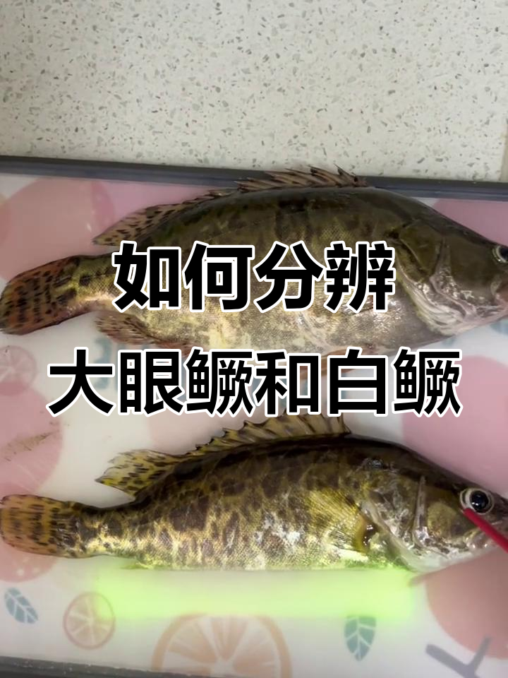 大眼鳜与白鳜如何区分?眼睛和嘴唇的秘密